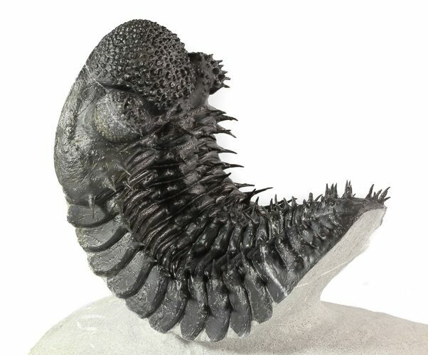 Curved Drotops Armatus Trilobite - Super Spiny #37517